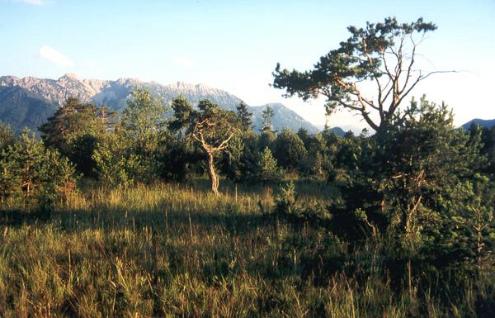 Abendstimmung im Eschenloher Moos