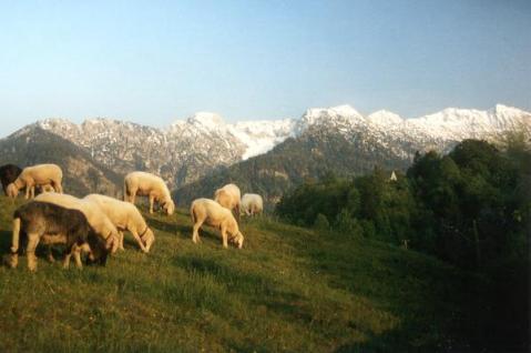 Weide in Eschenlohe - im Hintergrund das Estergebirge