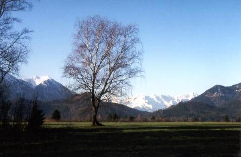 Zeitiges Frühjahr im Eschenloher Moos - Blick auf das Wettersteingebirge